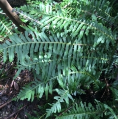 Blechnum nudum at Paddys River, ACT - 3 Oct 2021