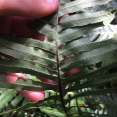 Blechnum nudum at Paddys River, ACT - 3 Oct 2021