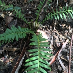 Blechnum nudum (Fishbone Water Fern) at Tidbinbilla Nature Reserve - 3 Oct 2021 by Ned_Johnston