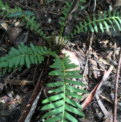 Blechnum nudum (Fishbone Water Fern) at Tidbinbilla Nature Reserve - 3 Oct 2021 by Ned_Johnston