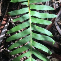 Blechnum nudum at Paddys River, ACT - 3 Oct 2021