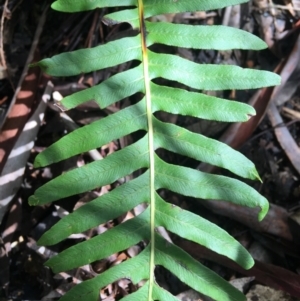 Blechnum nudum at Paddys River, ACT - 3 Oct 2021 12:16 PM