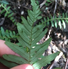 Blechnum nudum at Paddys River, ACT - 3 Oct 2021 12:16 PM