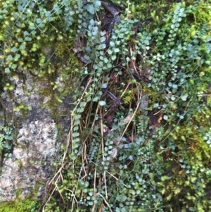 Asplenium flabellifolium at Paddys River, ACT - 3 Oct 2021