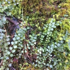 Asplenium flabellifolium at Paddys River, ACT - 3 Oct 2021