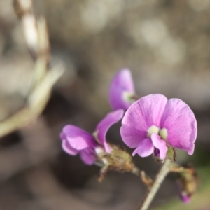 Glycine clandestina at Gundaroo, NSW - 4 Oct 2021