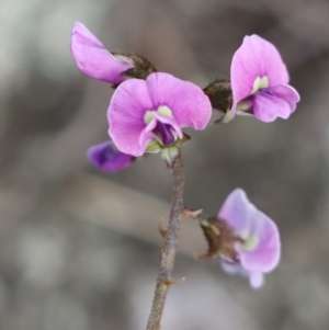 Glycine clandestina at Gundaroo, NSW - 4 Oct 2021