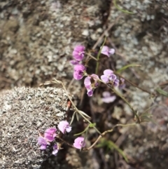 Glycine clandestina at Gundaroo, NSW - 4 Oct 2021