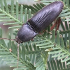 Monocrepidus sp. (genus) (Click beetle) at Tidbinbilla Nature Reserve - 3 Oct 2021 by Ned_Johnston
