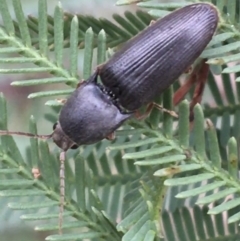 Monocrepidius (genus) (Click beetle) at Paddys River, ACT - 3 Oct 2021 by NedJohnston