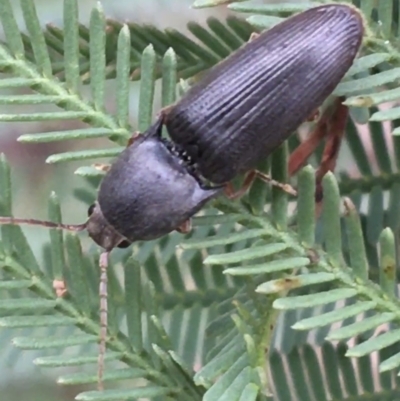 Monocrepidus (genus) (Click beetle) at Paddys River, ACT - 3 Oct 2021 by NedJohnston