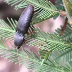 Monocrepidius (genus) at Paddys River, ACT - 3 Oct 2021 12:44 PM