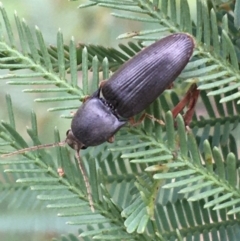 Monocrepidus (genus) at Paddys River, ACT - 3 Oct 2021 12:44 PM