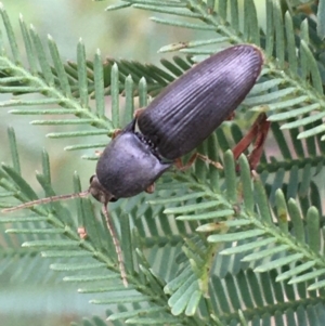 Monocrepidus (genus) at Paddys River, ACT - 3 Oct 2021 12:44 PM