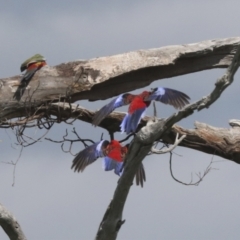Platycercus elegans (Crimson Rosella) at The Pinnacle - 3 Oct 2021 by AlisonMilton