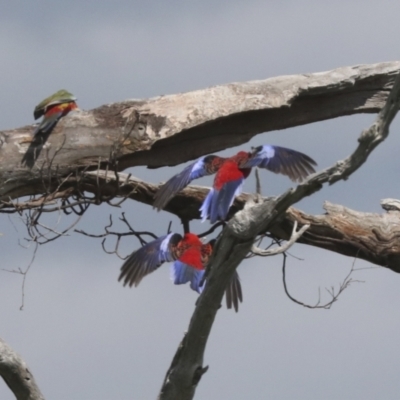 Platycercus elegans (Crimson Rosella) at Hawker, ACT - 3 Oct 2021 by AlisonMilton