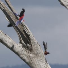 Platycercus elegans at Hawker, ACT - 3 Oct 2021