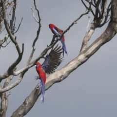 Platycercus elegans at Hawker, ACT - 3 Oct 2021