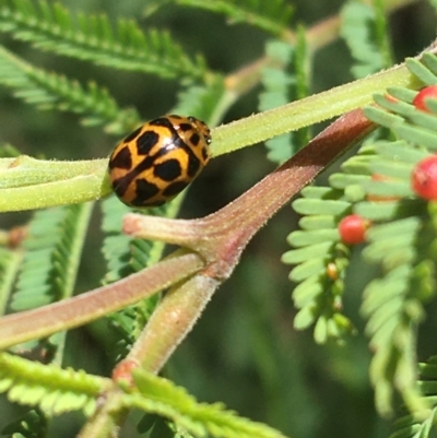 Peltoschema oceanica (Oceanica leaf beetle) at Paddys River, ACT - 3 Oct 2021 by NedJohnston