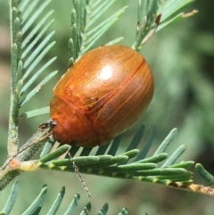 Paropsisterna aequalis (Eucalyptus leaf beetle) at Paddys River, ACT - 3 Oct 2021 by NedJohnston