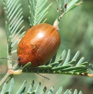 Paropsis augusta at Paddys River, ACT - 3 Oct 2021