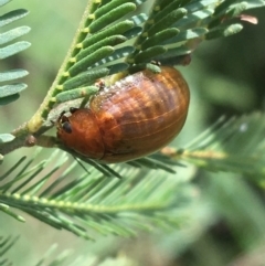 Paropsis augusta at Paddys River, ACT - 3 Oct 2021