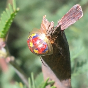 Paropsisterna nobilitata at Paddys River, ACT - 3 Oct 2021