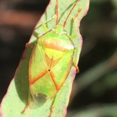 Stauralia sp. (genus) (False stink bug) at Tidbinbilla Nature Reserve - 3 Oct 2021 by Ned_Johnston