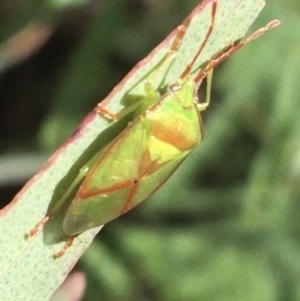 Stauralia sp. (genus) at Paddys River, ACT - 3 Oct 2021