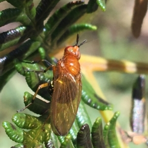 Lauxaniidae (family) at Paddys River, ACT - 3 Oct 2021 12:52 PM