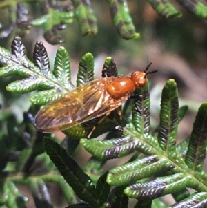 Lauxaniidae (family) at Paddys River, ACT - 3 Oct 2021