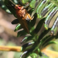 Lauxaniidae (family) at Paddys River, ACT - 3 Oct 2021 12:52 PM