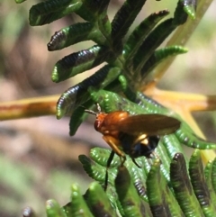 Lauxaniidae (family) at Paddys River, ACT - 3 Oct 2021