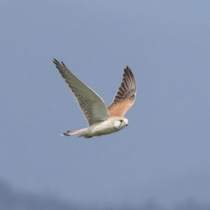 Falco cenchroides at Hawker, ACT - 3 Oct 2021