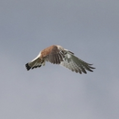 Falco cenchroides at Hawker, ACT - 3 Oct 2021