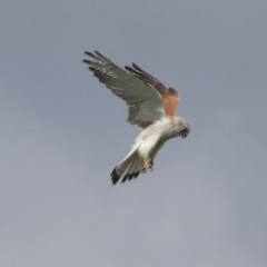 Falco cenchroides at Hawker, ACT - 3 Oct 2021