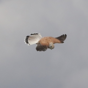 Falco cenchroides at Hawker, ACT - 3 Oct 2021