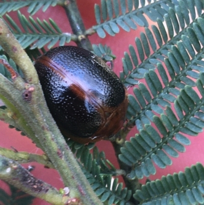 Dicranosterna immaculata (Acacia leaf beetle) at Paddys River, ACT - 3 Oct 2021 by Ned_Johnston