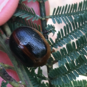 Dicranosterna immaculata at Paddys River, ACT - 3 Oct 2021