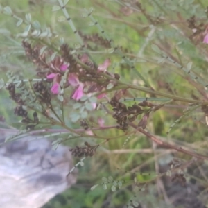 Indigofera adesmiifolia at Watson, ACT - 4 Oct 2021