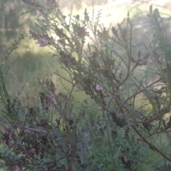 Indigofera adesmiifolia at Watson, ACT - 4 Oct 2021