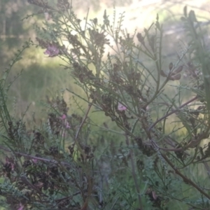 Indigofera adesmiifolia at Watson, ACT - 4 Oct 2021