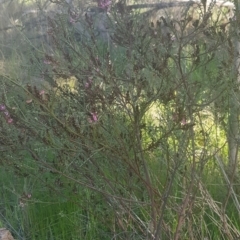 Indigofera adesmiifolia at Watson, ACT - 4 Oct 2021