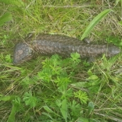 Tiliqua rugosa (Shingleback Lizard) at Majura, ACT - 4 Oct 2021 by MPW