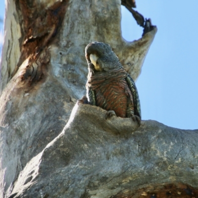 Callocephalon fimbriatum (Gang-gang Cockatoo) at Hughes, ACT - 3 Oct 2021 by LisaH