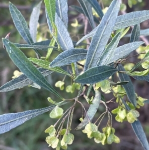 Dodonaea viscosa subsp. spatulata at Bruce, ACT - 4 Oct 2021