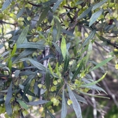 Dodonaea viscosa subsp. spatulata at Bruce, ACT - 4 Oct 2021