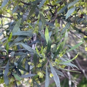 Dodonaea viscosa subsp. spatulata at Bruce, ACT - 4 Oct 2021 05:37 PM