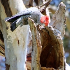 Callocephalon fimbriatum (Gang-gang Cockatoo) at GG38 - 4 Oct 2021 by LisaH