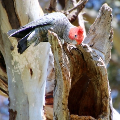 Callocephalon fimbriatum (Gang-gang Cockatoo) at GG229 - 4 Oct 2021 by LisaH